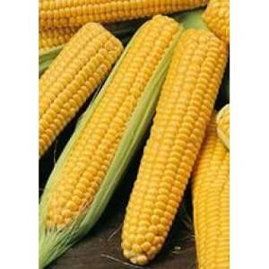Брусница - кукуруза, весовая фото, цена